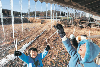 고드름 주렁주렁 영하의 날씨가 계속되면서 강원 철원군 갈말읍 문혜리의 한 농가 처마에 고드름이 주렁주렁 달렸다. 3일 낮 이 마을의 초등학생들이 영하의 날씨에도 아랑곳하지 않고 고드름을 따며 성큼 다가온 겨울을 만끽했다. 철원=변영욱 기자
