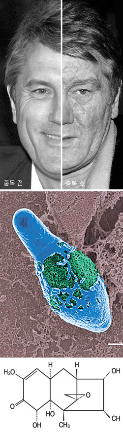 환경호르몬으로 알려진 다이옥신도 종종 암살용 독극물로 쓰인다. 2004년 우크라이나 대선 시 야당 후보로 나섰다 다이옥신에 중독된 빅토르 유셴코 대통령. 중독 전과 후의 얼굴이 심하게 달라진 것을 알 수 있다. 가운데 사진은 현재까지 발견된 가장 치명적인 독소를 뿜는 보툴리누스균과 만지기만 해도 방사능에 피폭됐을 때와 같은 효과를 내는 옐로 레인 계열인 니바레놀 독의 화학식(아래). 동아일보 자료 사진