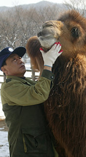 사육사 손홍태 씨의 보살핌으로 여섯 살 된 낙타 청애가 2년 4개월 만에 다시 일어섰다. 사진 제공 서울대공원