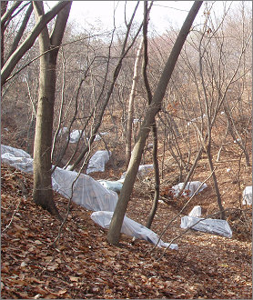 북한산의 참나무 시듦병 현장. 곳곳에 훈증 처리 중인 나무가 보인다. 사진 제공 서울시
