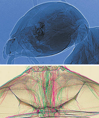 포항방사광가속기에서 나온 X선으로 찍은 개미 머리와 파리 머리의 입체영상. 사진 제공 포스텍