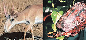 인도 물리학자들이 동물의 멸종 과정을 설명하는 모델을 개발했다. 멸종위기종인 사이가산양(왼쪽)과 아시아 세줄박스거북. 사진 제공 세계자연보전연맹