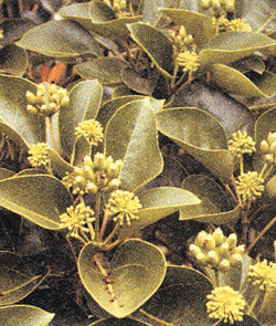 고대 동아시아의 최고급 천연도료 황칠의 원료를 만들어내는 황칠나무. 이 나무는 한반도 남해안 서해안에서만 자란다. 연합뉴스