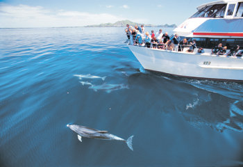 관광객들이 베이 오브 아일랜드의 명물 가운데 하나인 돌고래를 배 위에서 관찰하고 있다. ‘돌핀 랑데부’투어에 참가하면 돌고래와 함께 수영도 한다.