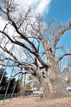 서울시 행정구역 안에서 가장 오래된 추정수령 869년인 은행나무. 도봉구 방학4동 연산군묘 인근에 있는 이 은행나무는 서울시 보호수 제1호로 지정돼 있으며, 아직도 건강한 상태를 유지하고 있다. 김미옥 기자