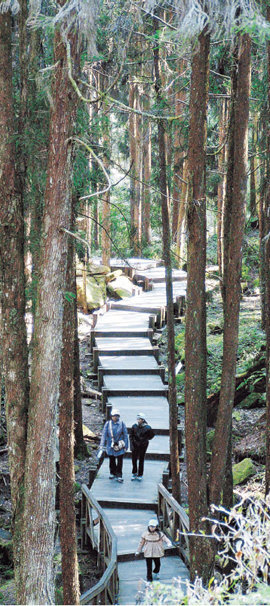 해발 2200m 이상 고산지대인 자오핑에 발달한 편백나무 숲. 20∼30m 높이로 치솟아 하늘을 가리는 편백나무 숲의 그늘 안을 산책하면서 숲 향기와 함께 수령 2000년 전후의 편백 거목을 감상한다. 아리 산=조성하 여행전문기자