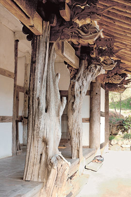 전남 구례군 화엄사 구층암의 모과나무 기둥. 사진 제공 지안