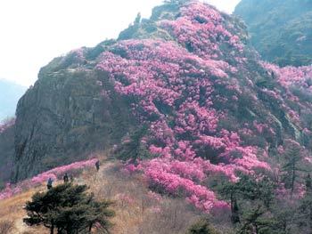 영변의 약산 진달래가 얼마나 아름다운지 알 수 없으나 영취산에 올라 산허리를 뒤덮은 이 진달래꽃 숲에 빠지고 나면 소월의 시심을 자극한 그 진경이 어느만큼은 가늠된다. 정상 아래 돌고개 군락지의 진달래꽃으로 지난달 30일 촬영한 것. 여수=조성하 여행전문기자