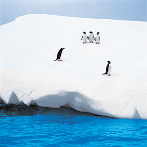 남극 바턴 반도의 마리안 소만 유빙에서 놀고 있는 펭귄. 사진 제공 신특수 씨