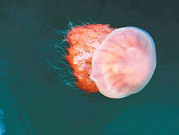제주 남쪽 이어도 해역에서 관측된 독성 해파리인 노무라입깃해파리가 조류를 따라 북상하고 있다. 동아일보 자료 사진