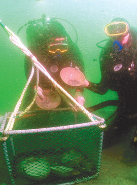 2002년 5월 군산시 비안도 앞바다에서 고려청자를 인양하고 있는 잠수대원들. 잠수 발굴 요원과 해군 해난구조대(SSU) 수중 다이버들이 참가했다. 동아일보 자료 사진