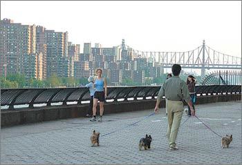 2일 미국 뉴욕 ‘맨해튼 공원’에서 시민들이 애완견을 데리고 나와 산책하고 있다.