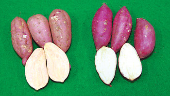 구우면 노란색 속살에서 꿀맛이 나는 호박고구마(왼쪽)와 요즘 한창 출하되고 있는 햇밤고구마. 사진 제공 서울시농수산물공사