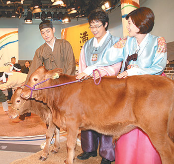 GS홈쇼핑은 11일 ‘한가위 식품 주방 데이’ 특집 프로그램을 녹화하는 스튜디오에 경품용 송아지를 선보였다. 사진 제공 GS홈쇼핑