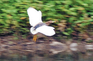 흰날개해오라기. 사진 제공 서울시