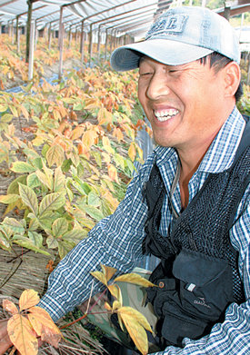 김태영 씨가 18일 오전 자신의 인삼밭에서 올해 풍성했던 작황을 설명하며 환하게 웃고 있다. 파주=이동영  기자