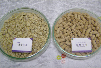 농촌진흥청에서 개발한 개량 누룩(오른쪽). 녹말을 당으로 분해하는 능력이 전통 누룩(왼쪽)의 4배다. 임소형 동아사이언스  기자