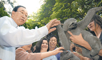 브라질을 방문 중인 반기문 유엔 사무총장(왼쪽)이 13일 아마존 강 입구인 벨렝에 위치한 한 식물원 연구센터에서 나무늘보를 만져 보고 있다. 상파울루=로이터 연합뉴스