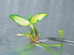 2006년 9월 2주 동안 ‘우주여행’을 다녀온 씨앗으로 키운 진도산 석곡 난. 잎에 줄무늬가 생기는 돌연변이가 발생했다. 사진 제공 한국원자력연구원