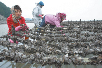 “이 굴을 다 어쩌나”충남 태안군 앞바다에서 발생한 사상 최대 규모의 기름 유출 사고로 이 지역 양식장, 어장의 피해가 커지고 있는 가운데 10일 태안군 이원면의 굴 양식장에서 어민들이 껍데기에 검은 기름이 묻어 못 쓰게 된 굴을 보며 근심에 찬 표정으로 한숨을 내쉬고 있다. 태안=김미옥 기자
