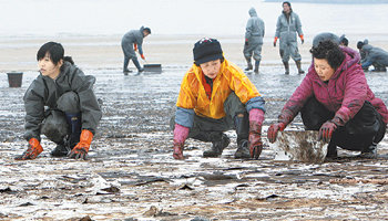 유조선 기름 유출 사고로 검은 기름에 뒤덮인 충남 태안군 만리포해수욕장 백사장에서 10일 자원봉사자들이 모래에 달라붙은 기름을 흡착포로 닦아내는 작업을 하고 있다. 태안=김재명  기자