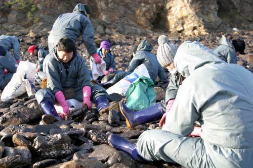 4일 대전시청 공무원 노조원들이 기름유출 피해를 본 충남 태안군 소원면 구름포해수욕장에서 돌에 달라붙은 기름을 제거하고 있다. 연합