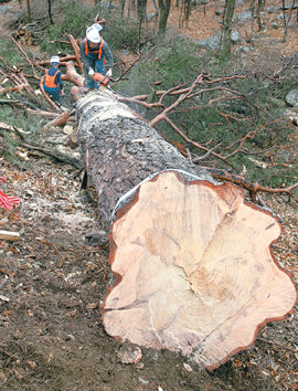 광화문 복원에 사용하기 위해 지난해 11월 강원도 숲에서 잘라낸 금강송. 길고 곧게 자라며 내구성이 뛰어나 조선시대 궁궐 건축 재료로 애용됐다. 동아일보 자료 사진