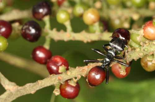‘레드베리’라는 열매와 빨간 배를 가진 개미. 구분하기 힘들만큼 크기와 색이 흡사하다.