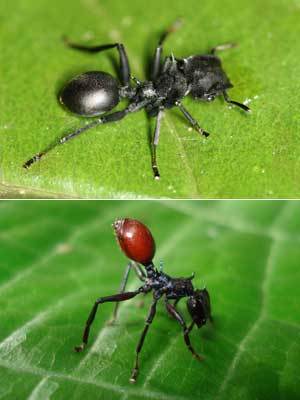 정상적인 일개미(위)와 기생충에 감염된 일개미(아래). 기생충에 감염되면 개미의 배 색깔이 바뀐다. 사진제공 : 미국 버클리 캘리포니아대