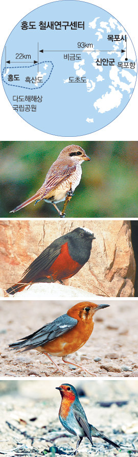 홍도 철새연구센터 연구원들이 발견한 국내 미기록종인 붉은등때까치 흰머리바위딱새 귤빛지빠귀 꼬까울새(위부터). 사진 제공 철새연구센터