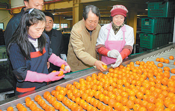 김태환 제주지사(가운데)는 “감귤의 당도를 높여 고품질화하면 오렌지를 충분히 이길 수 있다”고 말했다. 지난해 말 감귤을 분류하는 선과장을 방문한 김 지사. 사진 제공 제주특별자치도