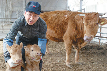 강원 철원군 서면 와수리에서 한우를 키우는 신종군 씨가 최근 태어난 쌍둥이 암송아지를 쓰다듬고 있다. 철원=연합뉴스