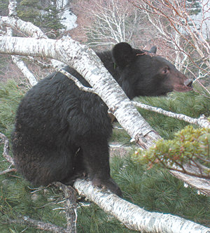 지리산 반달가슴곰이 예년보다 보름 정도 빠른 지난달 20일 전후 겨울잠에서 깨어나 움직이고 있다. 3월의 평균 기온이 높아서라고 국립공원관리공단은 설명했다. 연합뉴스