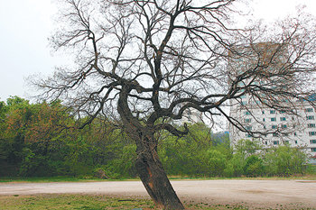 옛 덕수궁 선원전 터의 200∼250년 된 회화나무. 사진 제공 황평우 씨