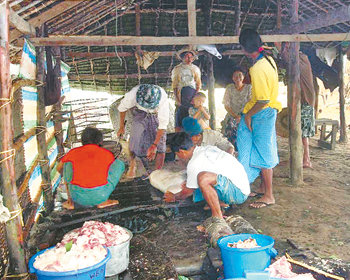 죽은 돼지를 식량으로사이클론 나르기스로 집을 잃고 식량조차 구할 수 없게 된 미얀마 이재민들이 물에서 건져낸 죽은 돼지를 다듬고 있다. 사진 제공 타우캰