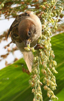 여의도 한강시민공원에서 수수를 먹고 있는 참새의 모습이 정겹다. 동아일보 자료 사진