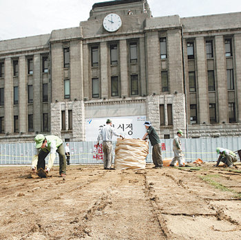 망가진 서울광장 잔디 교체서울시가 계속된 미국산 쇠고기 수입 반대 집회로 망가진 서울광장 잔디를 전면 교체하기로 결정했다. 인부들이 30일 서울광장에서 훼손된 잔디를 걷어 내고 있다. 김재명 기자