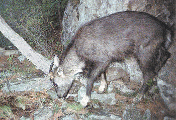 5월 31일 오전 오대산국립공원 큰구지리계곡 해발 700m 지점에서 무인카메라에 잡힌 산양의 모습. 사진 제공 국립공원관리공단
