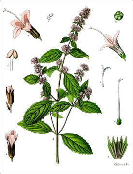 독일의 프란츠 유진 쾰러가 1887년 펴낸 ‘약용식물’에 실린 페퍼민트 세밀화. 주로 잎에 정유가 분포한다.