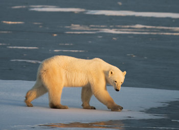 지구온난화로 북극 얼음층이 갈수록 얇아지면서 북극곰의 생존이 위협받고 있다. 과학자들은 북극 해빙이 사라지면 쉴 곳을 찾지 못한 북극곰이 헤엄치다가 탈진해 익사할 가능성이 있다고 전망했다. 지난해 11월 14일 캐나다의 처칠 외곽에서 카메라에 잡힌 북극곰. 처칠=AFP 연합뉴스