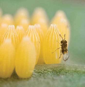 싹양배추 잎에 낳아 둔 큰양배추흰나비 알에 기생말벌이 앉아있다. 기생말벌은 몸길이가 0.5mm에 불과하다. 사진제공 PNAS