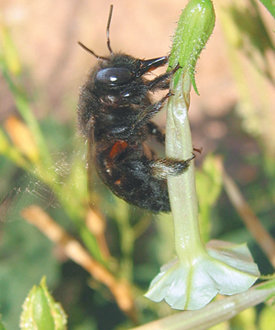 담배 꽃에 앉아 꿀을 빨고 있는 벌. 꽃이 향기와 꿀맛을 조절해 더 많은 곤충이 다녀가게 한다는 사실이 밝혀졌다. 사진 제공 사이언스