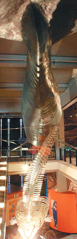 울산 고래박물관에는 길이 12.4m, 머리 크기 3m, 무게 850㎏에 이르는 ‘브라이드 고래’의 뼈 표본이 전시돼 있다. 이 고래뼈는 일본 고래류 연구소가 2000년 북대서양에서 연구용으로 잡은 것을 기증한 것이다. 동아일보 자료 사진