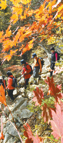 설악산 국립공원은 단풍이 한창이다. 등산객들이 단풍으로 물든 등산로에서 가을의 정취를 만끽하고 있다. 초보 등산객들은 출발 전부터 철저한 준비를 해야 사고의 위험을 줄일 수 있다. 동아일보 자료 사진