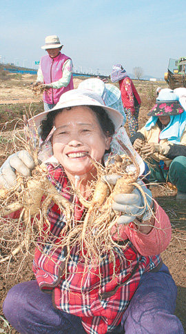 14일 경기 파주시 적성면 가월리 인삼밭에서 ‘2008 파주개성인삼축제’에 판매용으로 내놓을 인삼을 수확한 농민이 굵고 질 좋은 인삼을 들어 보이고 있다. 파주=이동영 기자