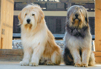 한국 토종견인 삽살개를 천연기념물을 넘어 세계 명견으로 키우기 위한 테마공원이 조성된다. 왼쪽이 황삽사리, 오른쪽이 청삽사리. 사진 제공 사단법인 한국삽살개보존회