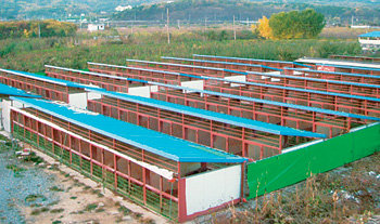 경북 경산시의 삽살개 농장. 500여 마리를 키우고 있으나 사육 환경이 열악해 대책 마련이 시급하다. 경산=오명철  전문기자