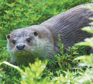 수달연구센터에서 치료를 받고 있는 수달. 사진 제공 수달연구센터