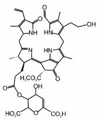 바나나는 익으면서 과피가 녹색에서 노란색으로 변한다. 그러나 어둠 속에서 자외선을 비추면 잘 익을수록 밝은 파란 형광을 낸다는 사실이 최근 밝혀졌다. 사진 제공 Angewandte Chemie/Wiley VCH