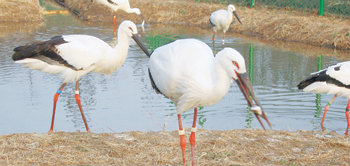 충북 청원군 강내면 한국교원대 내 황새연구센터에서 사육 중인 황새들이 사육사가 준 물고기를 먹고 있다. 청원=장기우 기자
